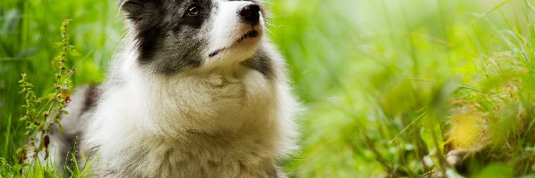 Rośliny, Łąka, Border collie