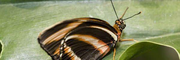 Liść, Motyl
