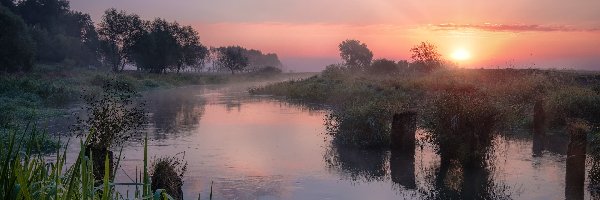 Mgła, Kołki, Trawa, Drzewa, Rzeka Sherna, Rosja, Obwód włodzimierski, Drewniane, Wschód słońca