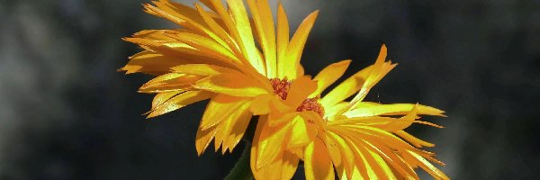 Gerbera, Żółta
