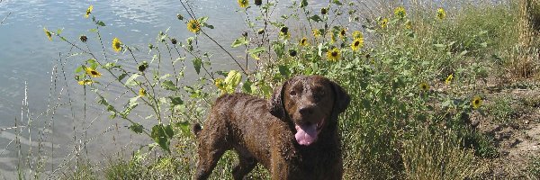 woda, Chesapeake Bay retriever