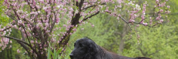 Pies, Flat, Leżący, Retriever, Coated