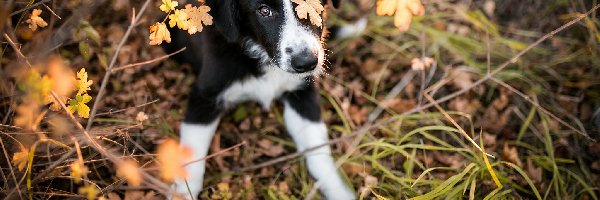 Border collie, Trawa, Listki, Szczeniak