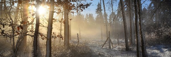 Las, Wschód słońca, Drzewa, Śnieg, Mgła