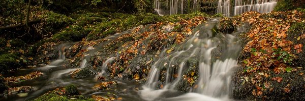 Liście, Kaskada, Anglia, Kumbria, Rzeka River Rothay, Jesień, Miejscowość Ambleside, Wodospad Stock Ghyll Force