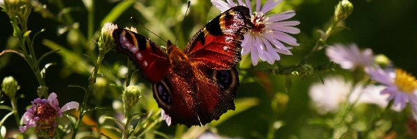 Astry, Motyl, Siedzący