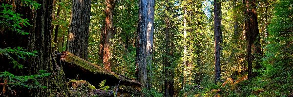 Stany Zjednoczone, Droga, Paprocie, Sekwoje, Las, Kalifornia, Park Narodowy Redwood