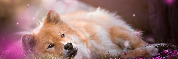 Szpic eurasier, Pies