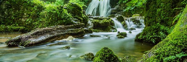 Anglia, Wodospad Janets Foss, Hrabstwo North Yorkshire, Mech, Las