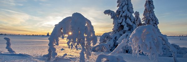 Rezerwat przyrody Blaikfjäll, Laponia, Drzewa, Ośnieżone, Płaskowyż Blaikfjäll, Zachód słońca, Zima, Szwecja