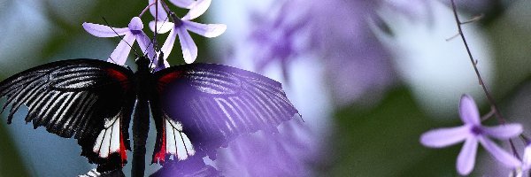 Kwiatki, Motyl. Fioletowe, Czarny