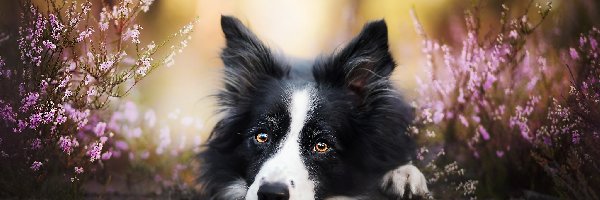 Wrzosy, Border collie