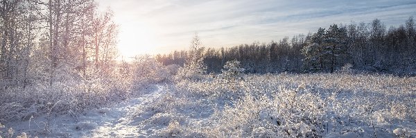 Wschód słońca, Oszronione, Drzewa, Las, Zima, Polana, Trawa