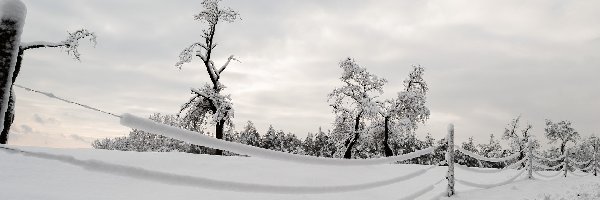 Drzewa, Chmury, Ogrodzenie, Zima