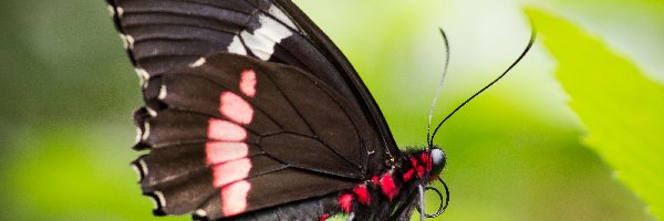 Makro, Motyl