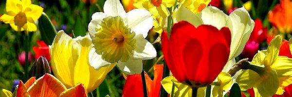 Żonkile, Tulipany