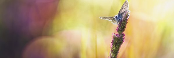 Trawa, Bokeh, Motyl, Źdźbło