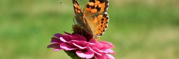 Rusałka osetnik, Cynia, Kwiat, Motyl