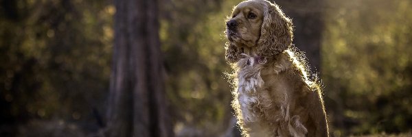 Cocker spaniel amerykański