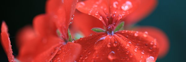 Geranium, Kwiat