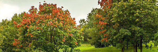 Park, Drzewa, Jesień