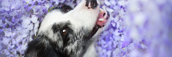 Kwiaty, Fioletowe, Border collie