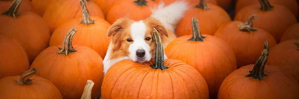 Dynie, Border collie