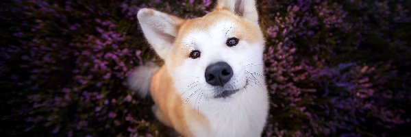 Wrzos, Akita Inu