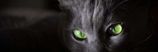 Oczy, Zielone, Kot