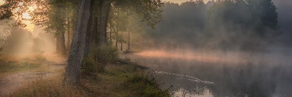 Przebijające światło, Drzewa, Rosja, Obwód moskiewski, Mgła, Staw Barski, Serednikowo, Droga