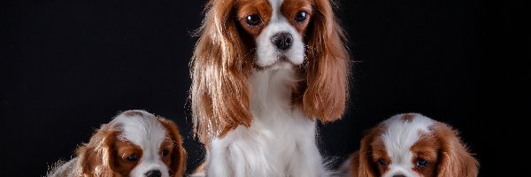 Rodzina, Cavalier king charles spaniel, Szczeniaki