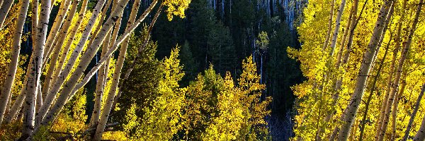 Stan Kolorado, Las Państwowy White River National Forest, Brzozy, Stany Zjednoczone