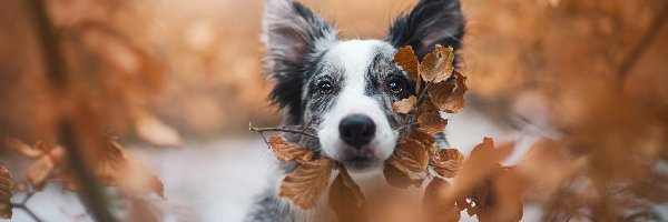 Pies, Mordka, Border collie, Liście, Pożółkłe