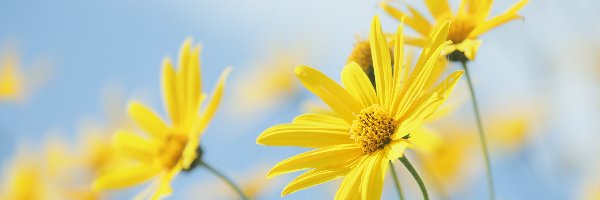 Euryops pectinatus, Kwiaty, Żółte