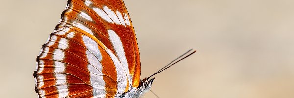 Motyl, Athyma fortuna, Brązowo-biały, Rozmycie, Kamień