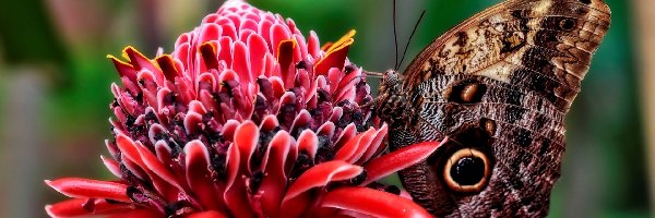 Motyl, Kwiatek, Czerwony