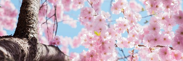 Kwiaty, Wiśnia japońska, Drzewo owocowe