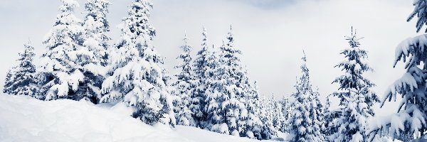 Śnieg, Drzewa, Wzgórze