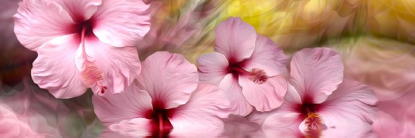 Kwiaty, Hibiskusy, Różowe, Grafika, Woda