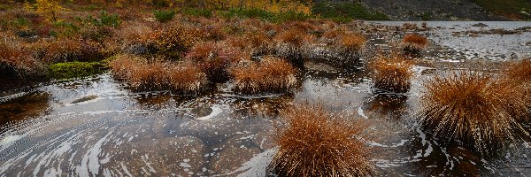 Kępy, Góry Kołymskie, Rosja, Obwód magadański, Jezioro Anemone, Trawy, Kołyma, Jesień