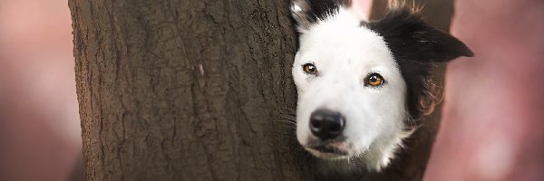 Drzewo, Mordka, Border collie