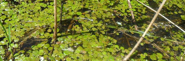 Bagno, Żabiściek Pływający