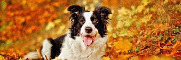 Border Collie, Liście, Jesień, Pies