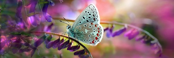 Kwiaty, Modraszek ikar, Motyl