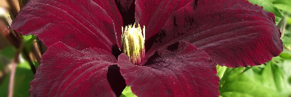 Clematis, Kwiaty
