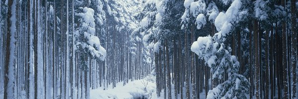 Śnieg, Rzeczka, Las, Zima