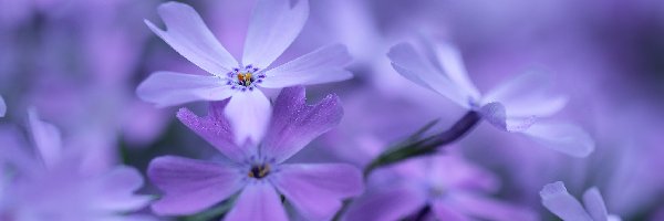 Kwiaty, Liliowe