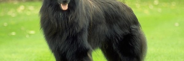 Owczarek belgijski Groenendael, duży, Piękny