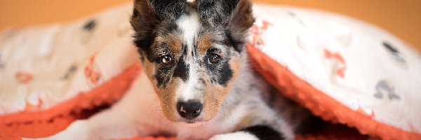 Szczeniak, Kołdra, Border collie, Pies