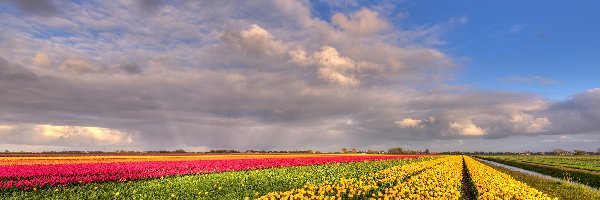 Różowe, Kwiaty, Żółte, Tulipany, Plantacja, Pole